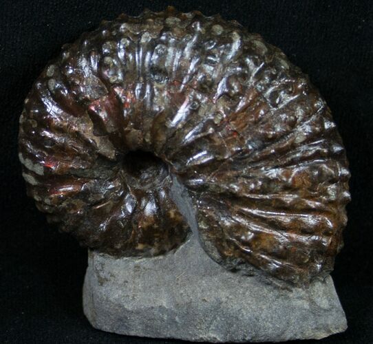 Hoploscaphites Ammonite - Fox Hills Formation #8957